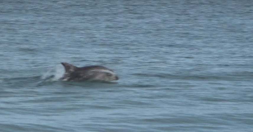 des dauphins vus du Sillon